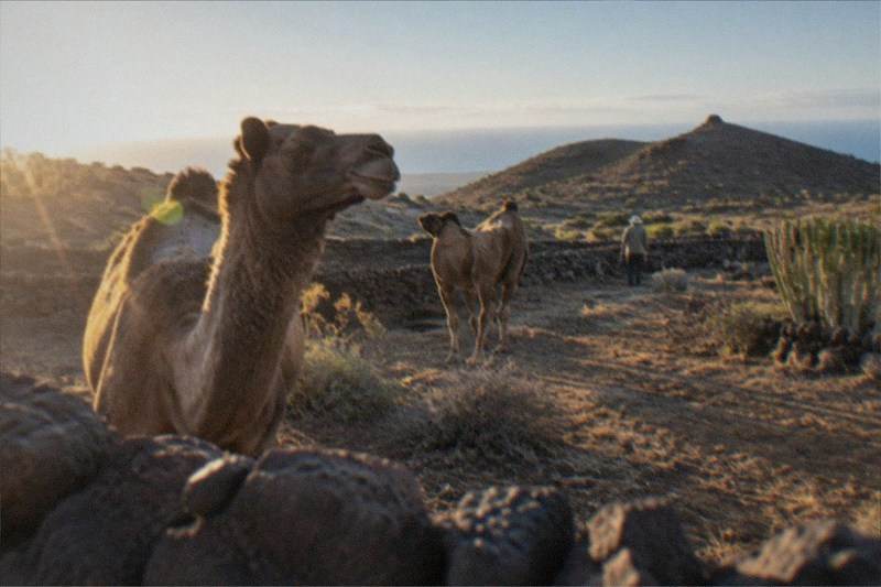 Camel Park, Ride on Some Tickets, Arona