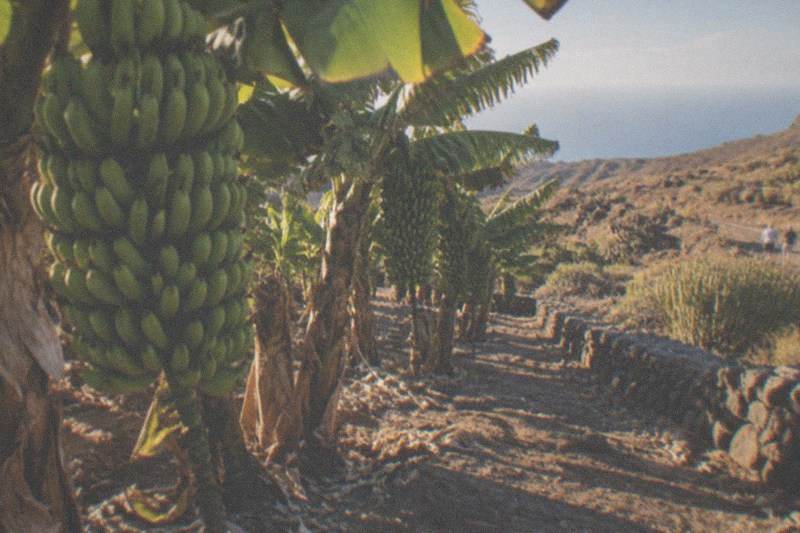 Banana Plantation, Guided or Self-Guided, Arona