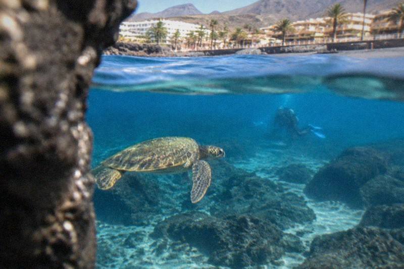 Try-Dive Plus Snorkel, Ages 8+, Costa Adeje