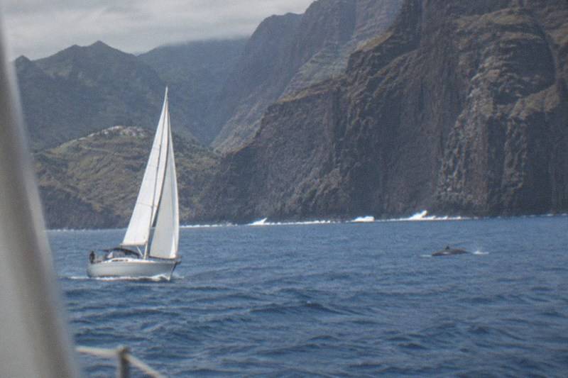 Sailboat Cruise, Los Gigantes, Los Gigantes