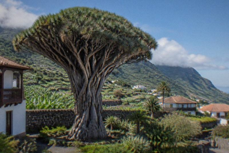 Small-Group Shore Tour, Teide and Icod, Santa Cruz de Tenerife