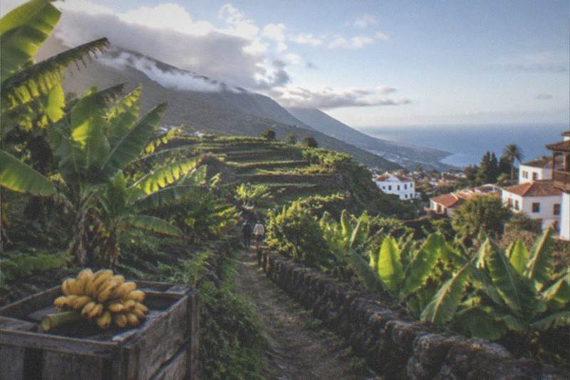 Owner-Led Eco Banana Farm Walk, La Orotava