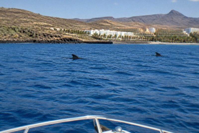 Eco Yacht Safari, Swim Stop, Los Cristianos