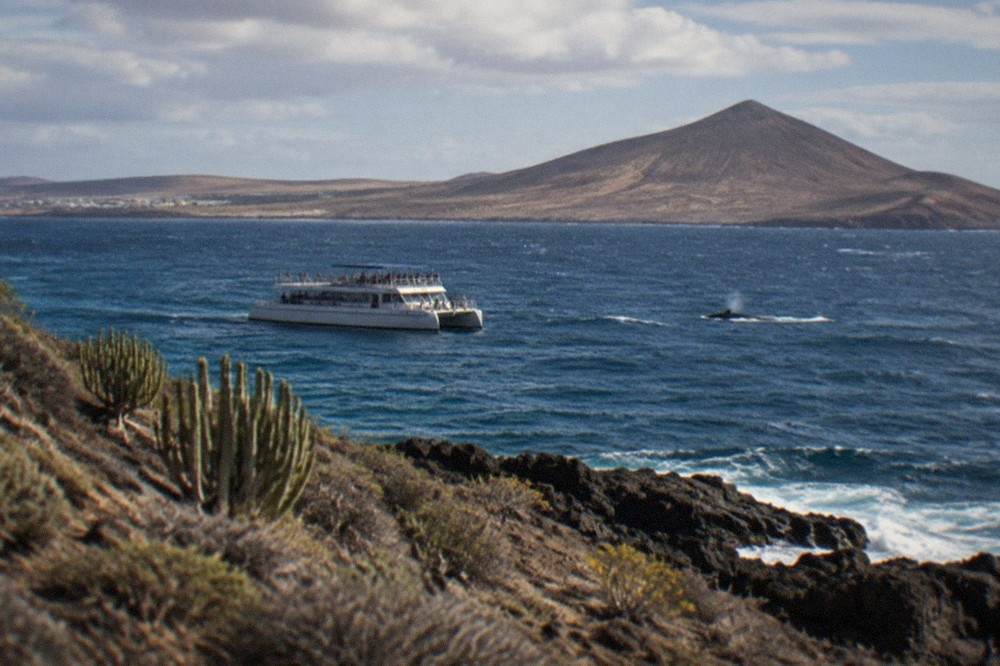 A whale-watching catamaran in open water near the Tenerife coastline