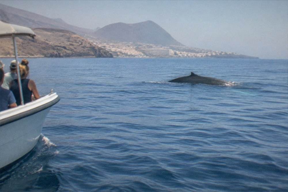 A whale swimming near a boat on calm blue water
