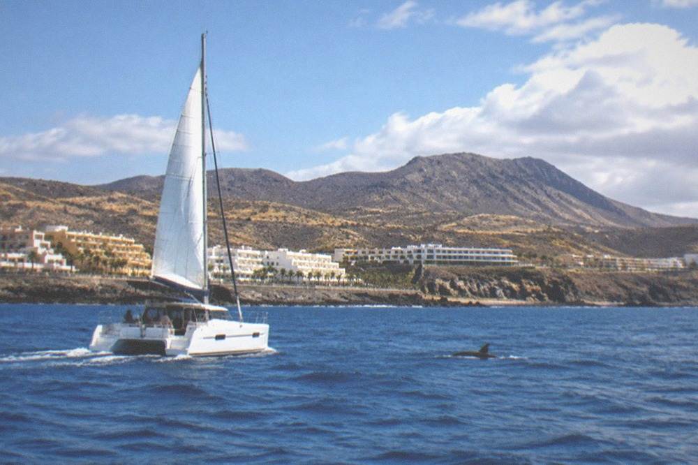 A catamaran under sail on open blue water with a dorsal fin visible ahead