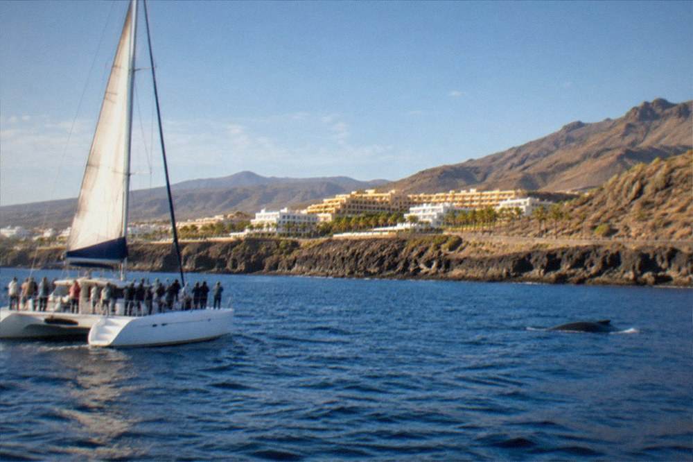 Catamaran sailing past a rocky coastline with passengers looking out for whales