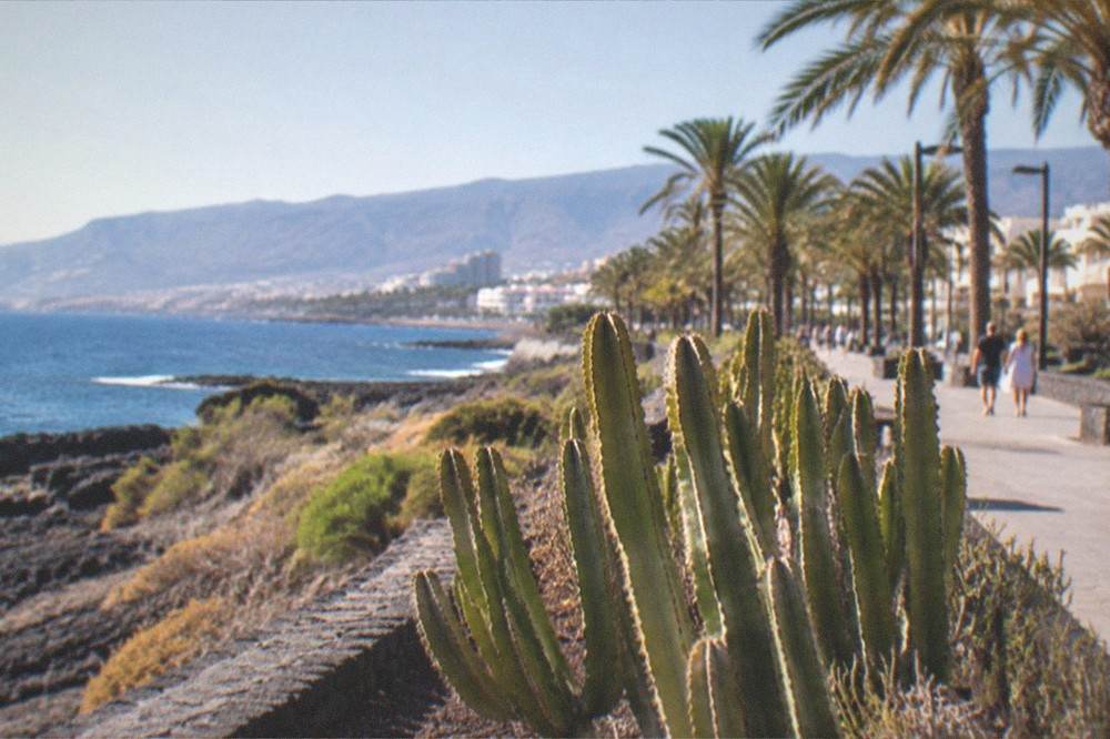 Palm-lined seafront under a bright winter sky on the Costa Adeje promenade