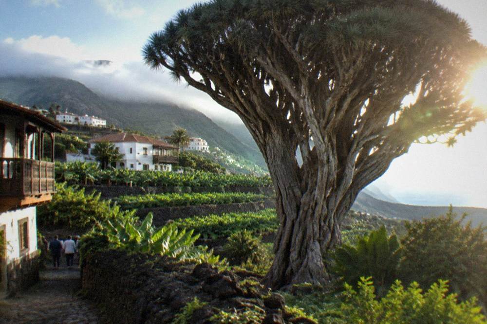 View of the Drago Milenario from below, showing its thick branching crown against the sky