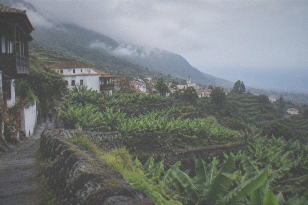Vineyard terraces on green slopes in the hills above Icod de los Vinos