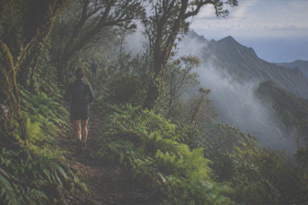 A laurel forest trail with mist between trees on the edge of Anaga near La Laguna