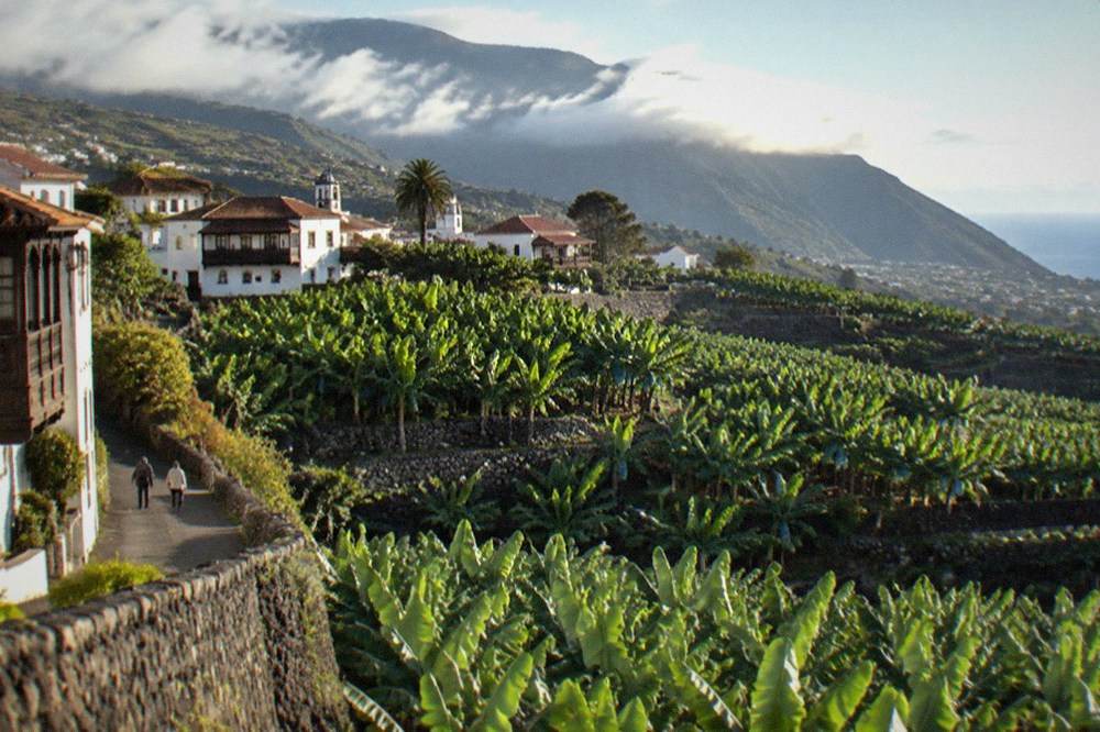 Banana plantation rows in the Orotava Valley