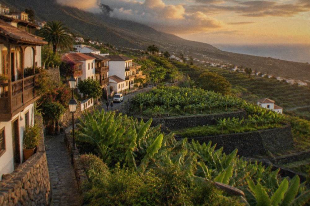 Evening light over green terraced fields sloping towards the sea