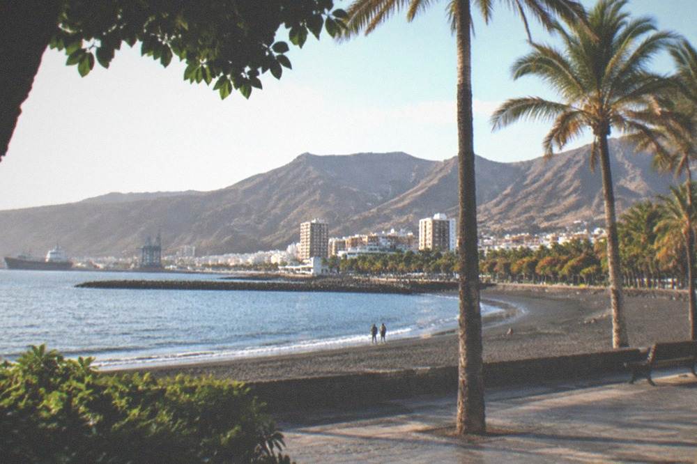 Palm-lined promenade and calm water at a city beach in Santa Cruz