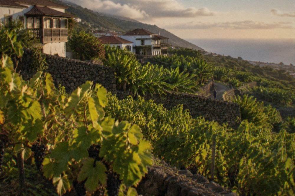 Terraced vineyard rows on a green slope with the Atlantic horizon beyond