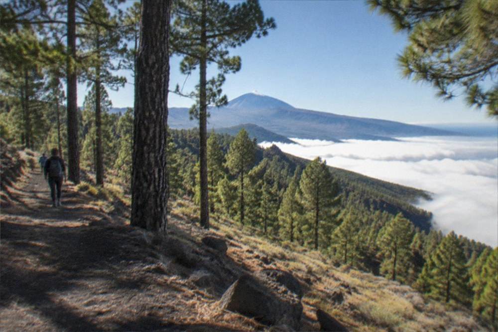 Pine trees on a mountainside with low cloud filling the valley below