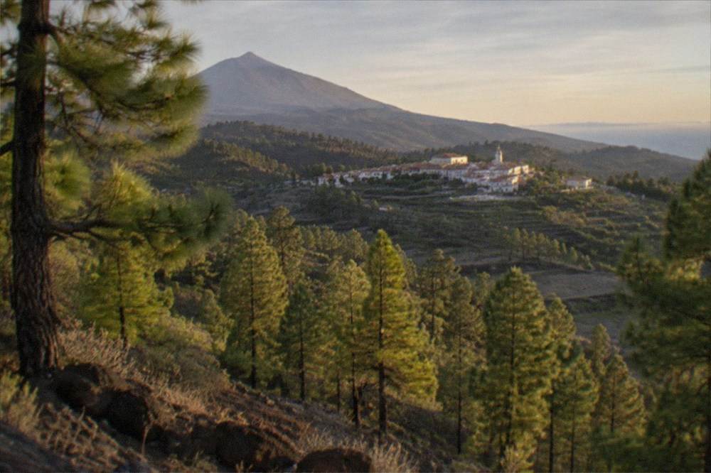A valley of pine forest and terraced slopes below a small mountain village at golden hour