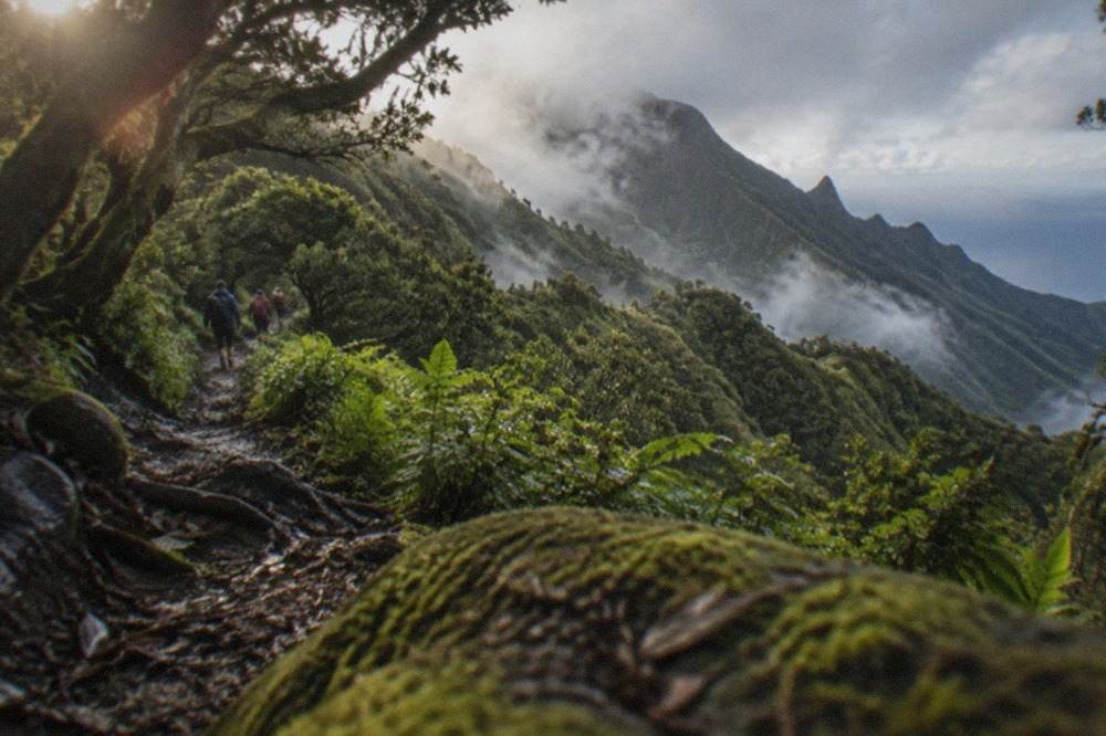 Dense green laurel forest covering steep ridges in Anaga Rural Park under low cloud