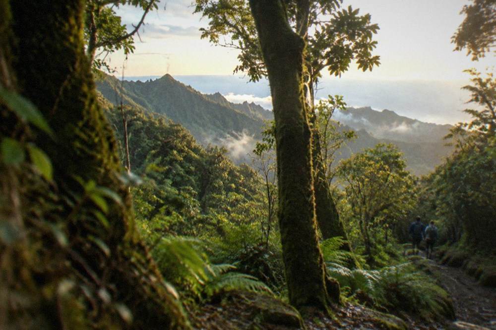 Moss-covered laurel tree trunks in dense green forest inside Anaga