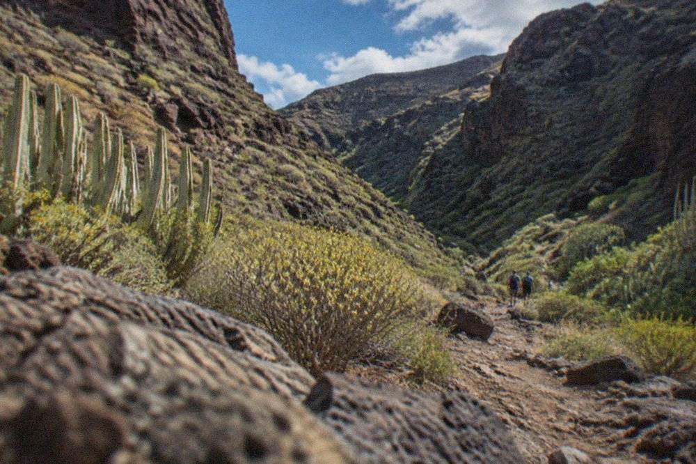 A deep green ravine with rocky walls rising on both sides under a blue sky in southern Tenerife