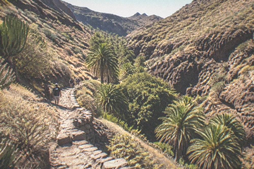 Morning light on a dry ravine path with palm and fig vegetation on the slopes