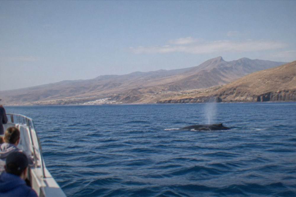 A whale-watching boat on open water off the coast of Tenerife