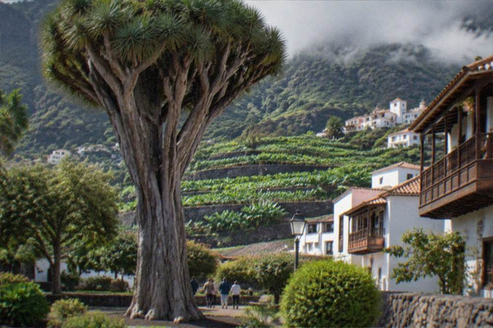 A tall dragon tree with a thick trunk standing in a park in a Canary town