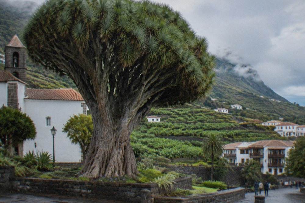 A very large dragon tree with a thick swollen trunk and a dense rounded crown of blade-like leaves, standing in a park beside a church in a Canary Island town