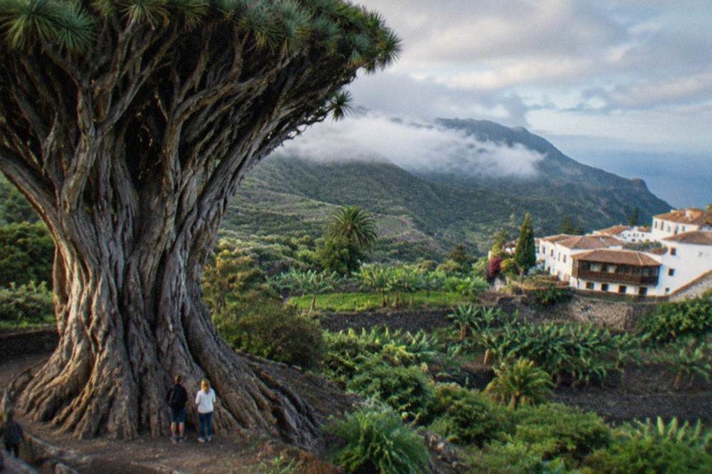 The wide base of a dragon tree trunk, thick and gnarled, with visitors standing beside it for scale