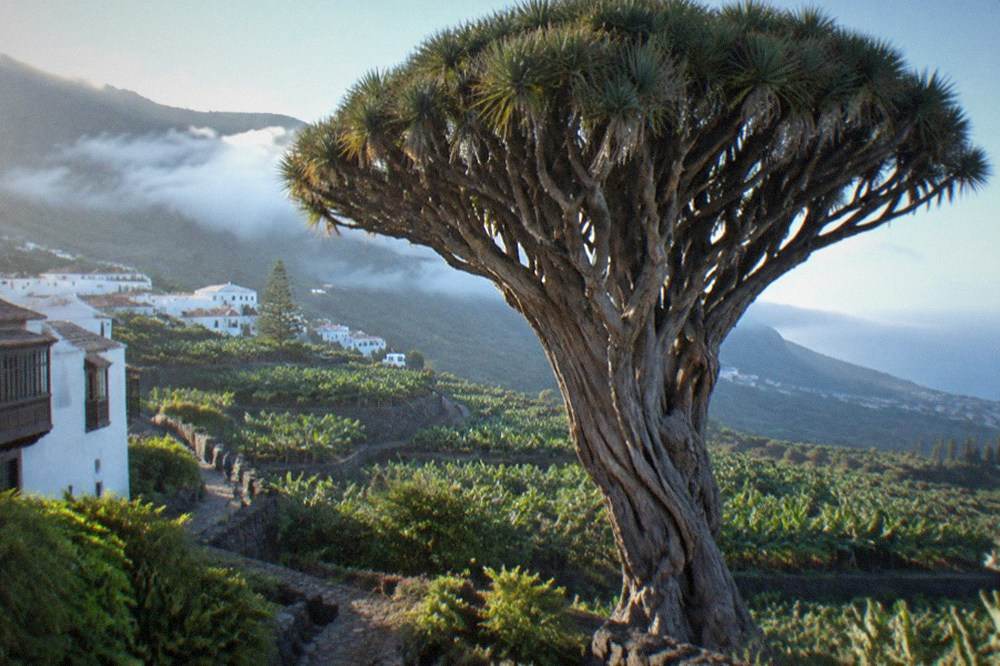 A dragon tree seen from below, its many branched crown silhouetted against a bright sky