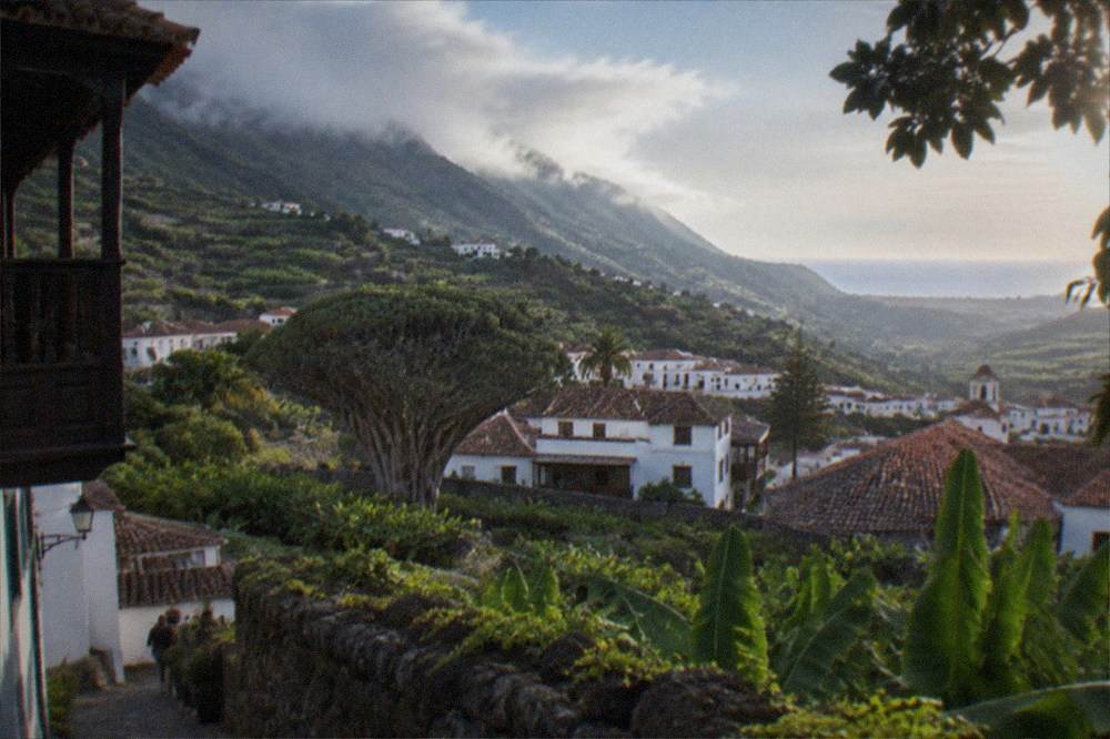 A wide view of a north Tenerife valley town with a large green dragon tree crown visible among tiled roofs