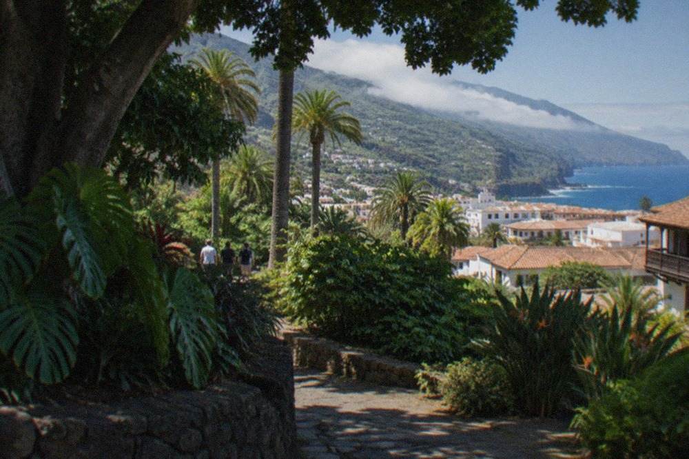 Shaded avenues and mature tropical trees in a botanical garden in Puerto de la Cruz