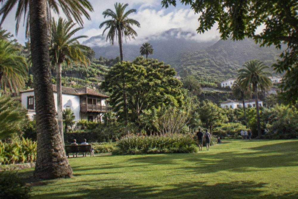 A wide lawn surrounded by tall palms and leafy canopy in a garden in northern Tenerife