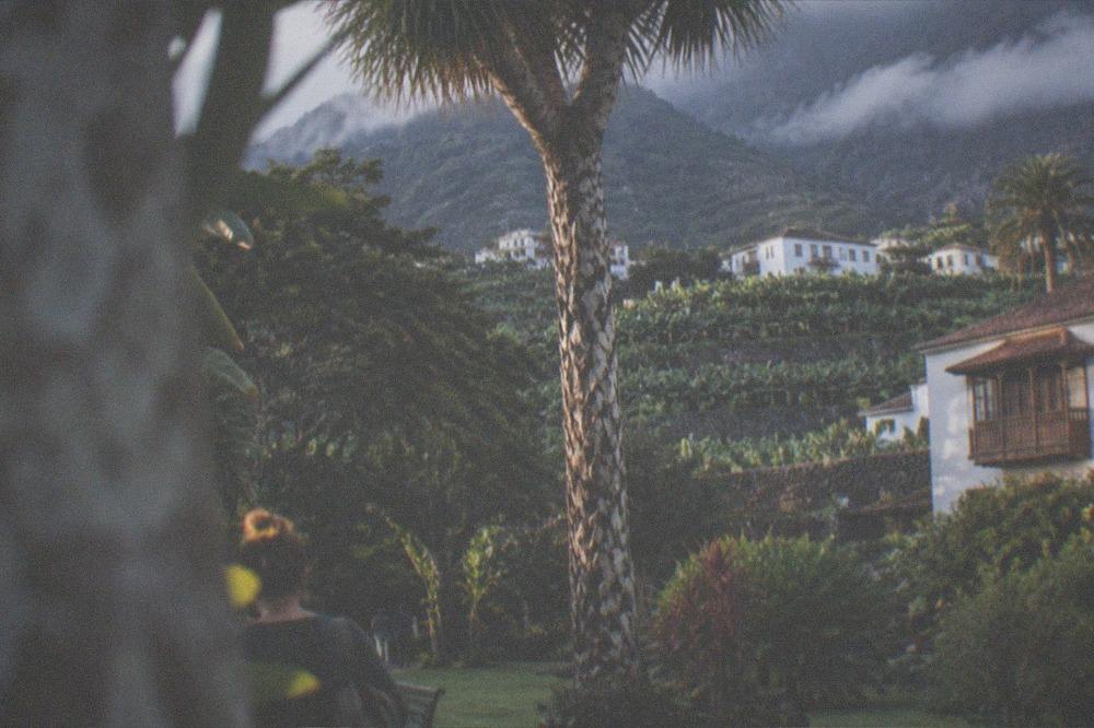 A tall tropical tree with patterned bark rising above garden lawns