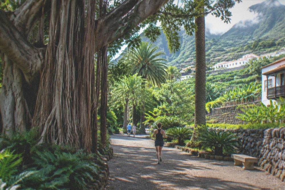 Giant fig trees with aerial roots and palms in an old walled botanical garden, shaded gravel paths beneath them