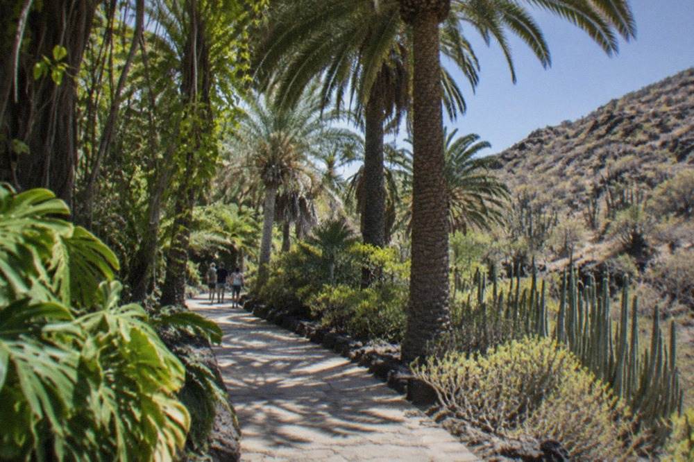 A walkway through dense tropical vegetation with tall palm trees and hanging vines in a jungle-themed park