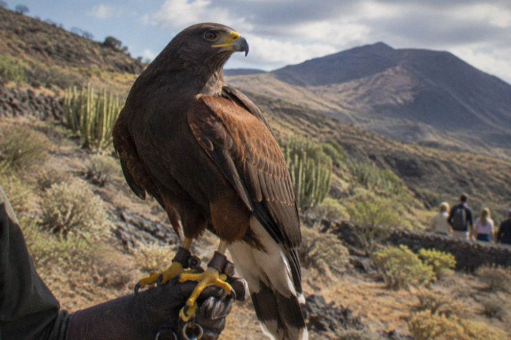 A large bird of prey perched on a handler's gloved arm during an outdoor display