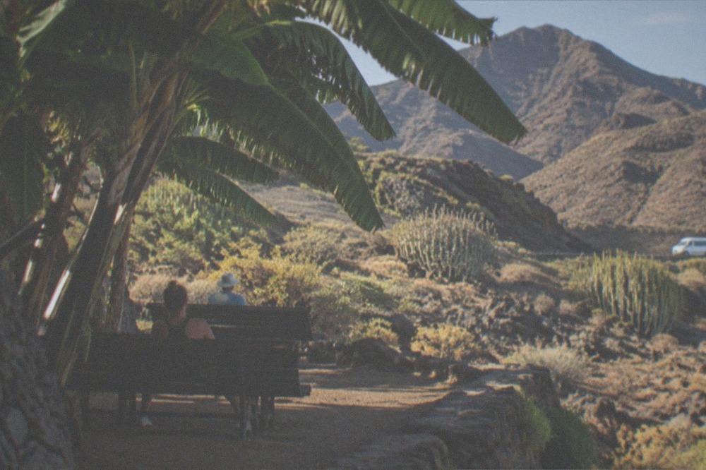 A shaded rest area with wooden benches beneath large tropical leaves