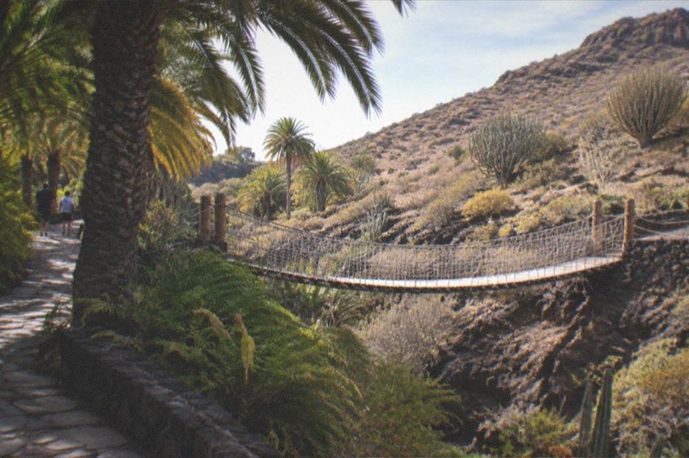 A shaded hillside garden path lined with palms, ferns and a rope bridge over a small ravine