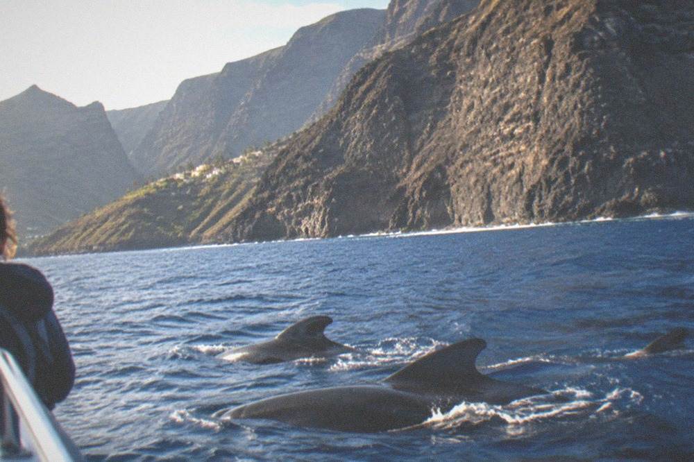 Pilot whales surfacing beside a boat on open blue water