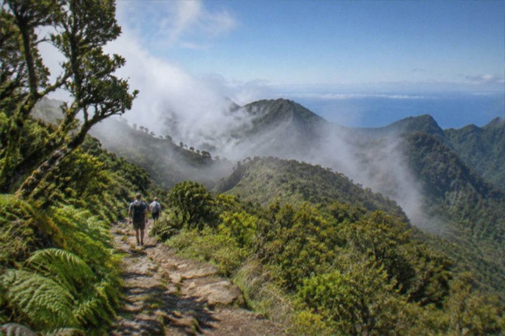 Mist-covered laurel forest on a ridge in the Anaga mountains above Santa Cruz