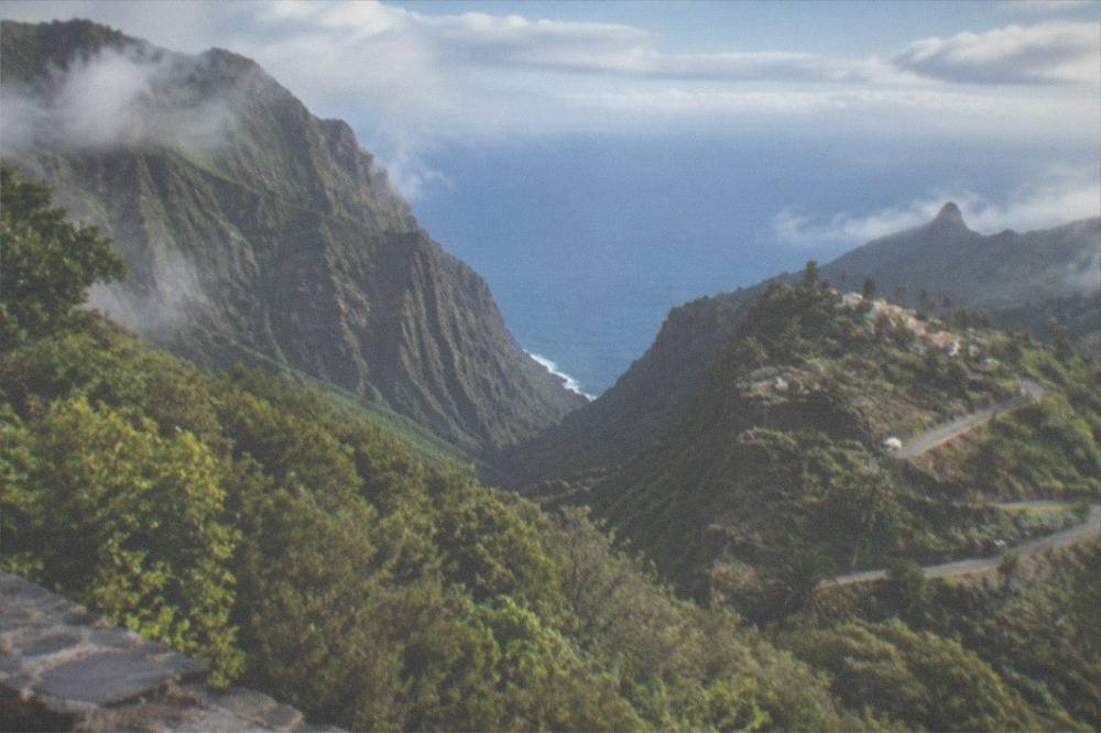 A misty forest ridge with green laurel trees sloping down towards the ocean