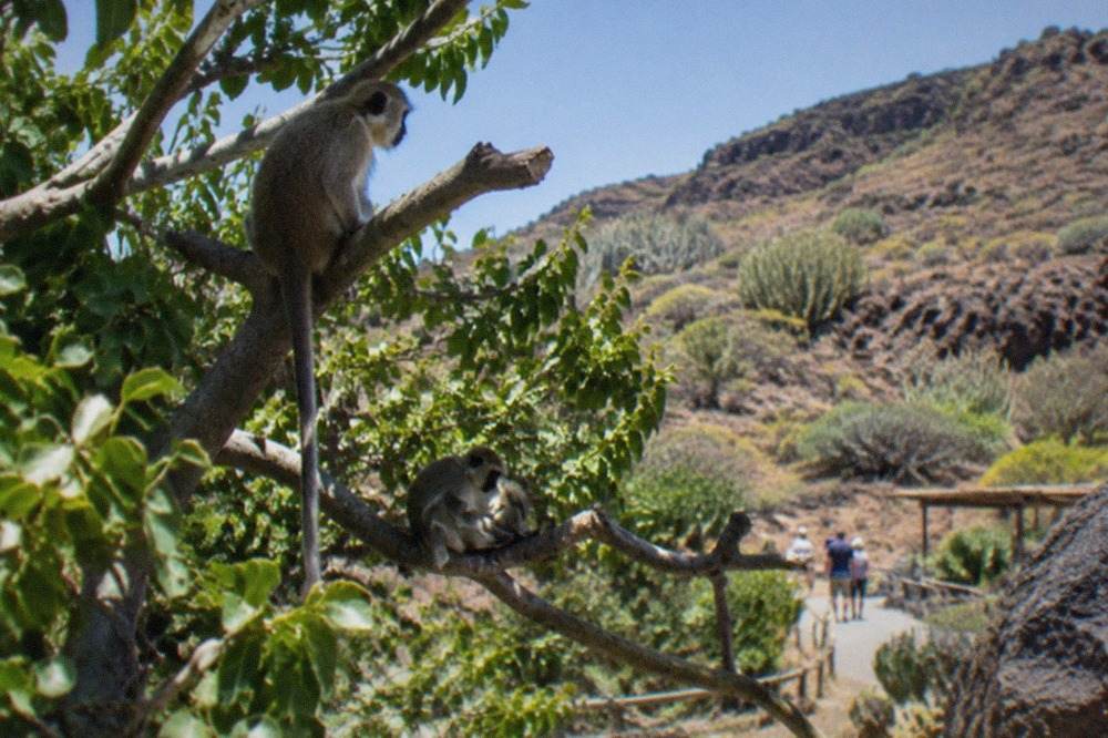 Monkeys resting on branches in a leafy enclosure under a bright sky