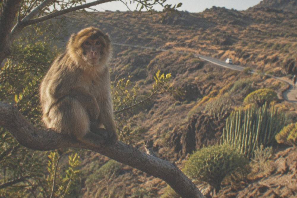 A monkey sitting on a branch looking towards the camera in soft light