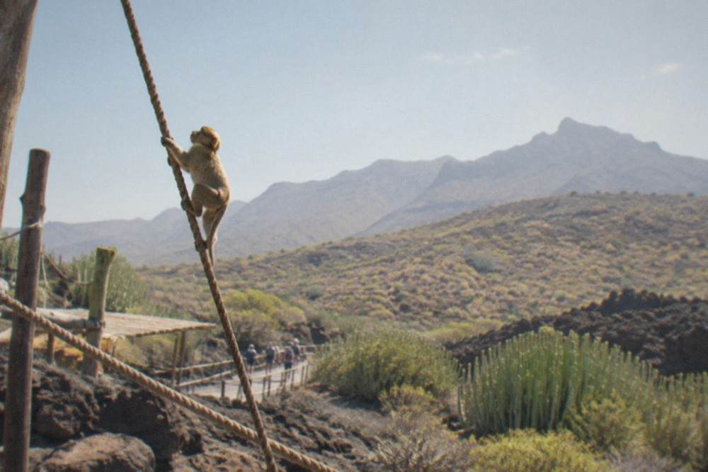 A small monkey climbing a rope in a walk-through enclosure