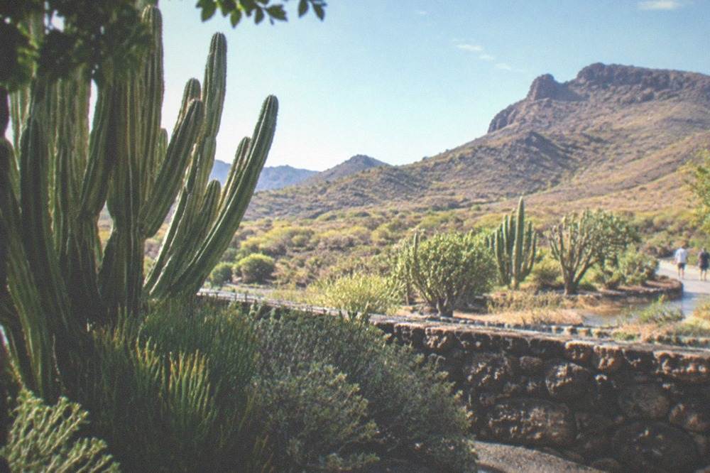 A dry-climate garden enclosure of cactus and scrub behind a low stone wall boundary