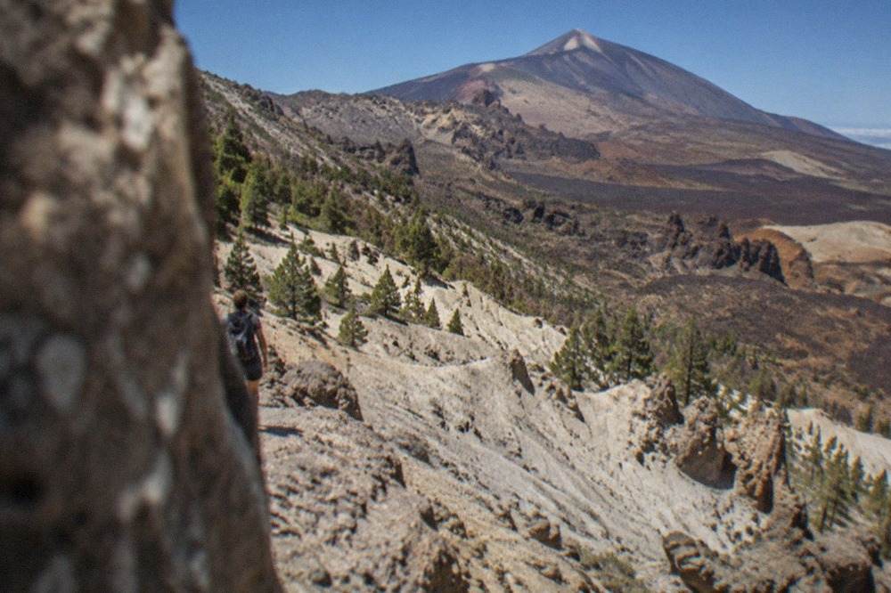 Pale volcanic ash formations shaped into ridges and ravines among Canary pine forest on the slopes of Mount Teide