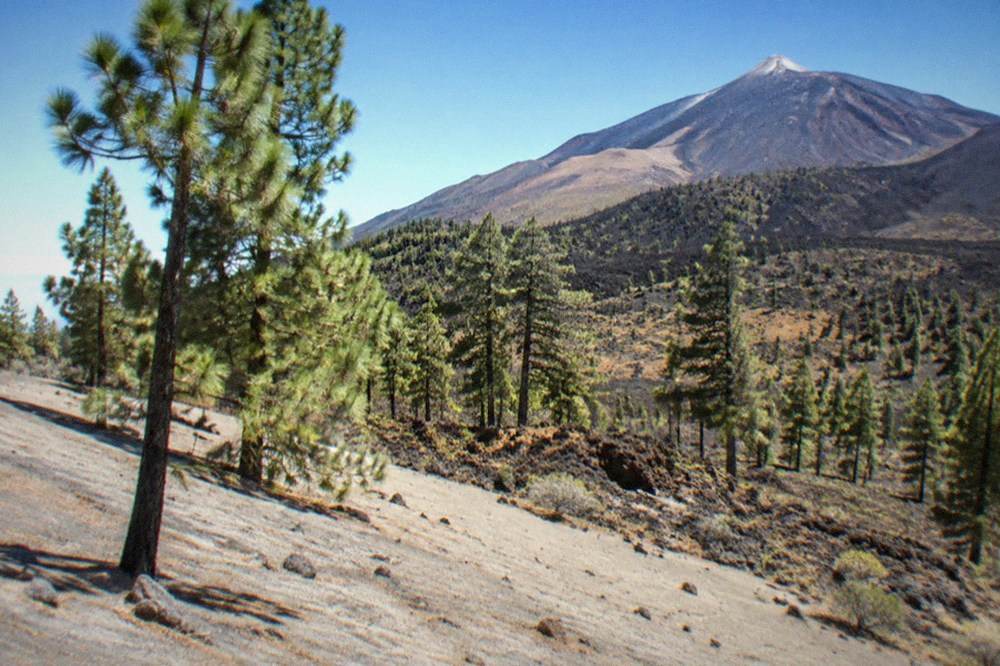 Canary pine trees standing on the edge of a pale volcanic ash slope
