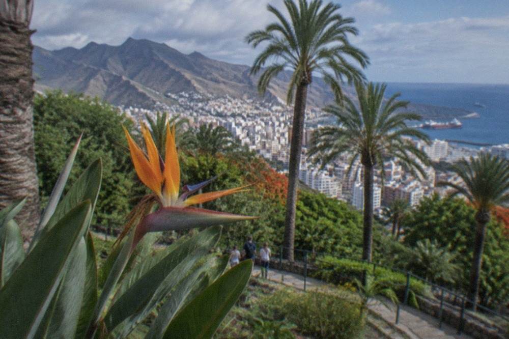 A hillside botanical garden in Santa Cruz with tall palm trees and the city and ocean behind them