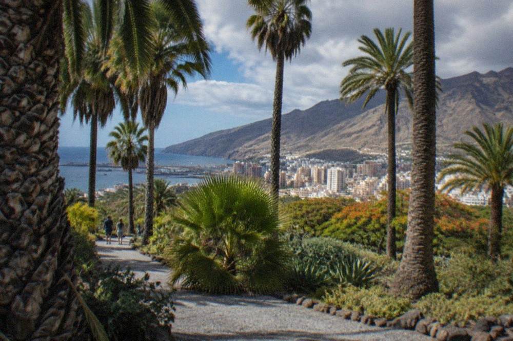 Tall palm trees of different species planted along a gravel path on a sunny day